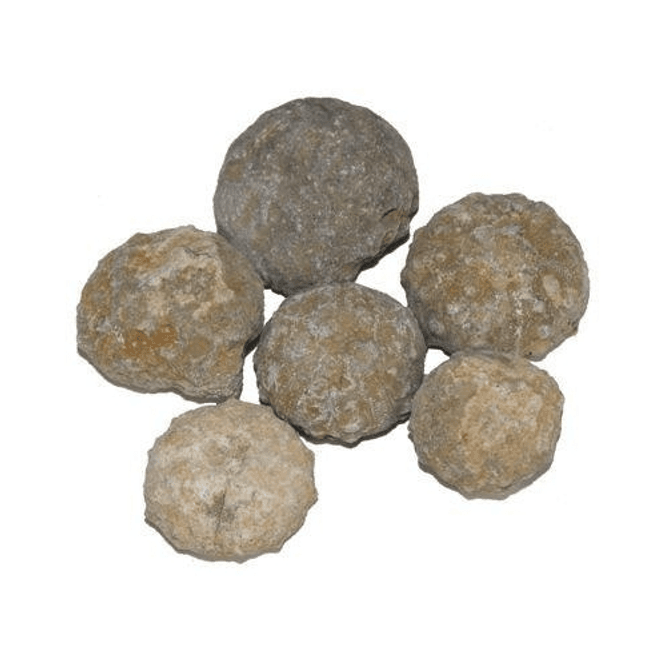 Hovedbilde Urchin Fossil