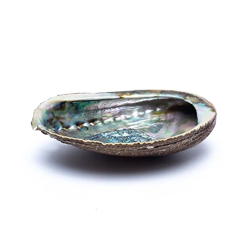 Grønn Abalone smudge Skjell Haliotis Fulgens M