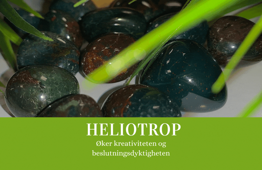 Hovedbilde Heliotrop
