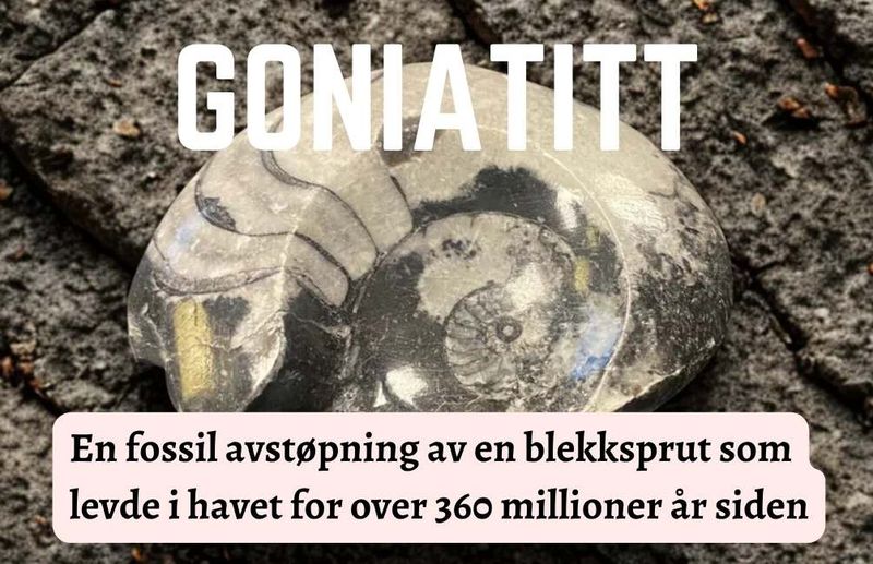 Goniatitt Ammonitt Fossil 30gram - Kun 1 eksemplar